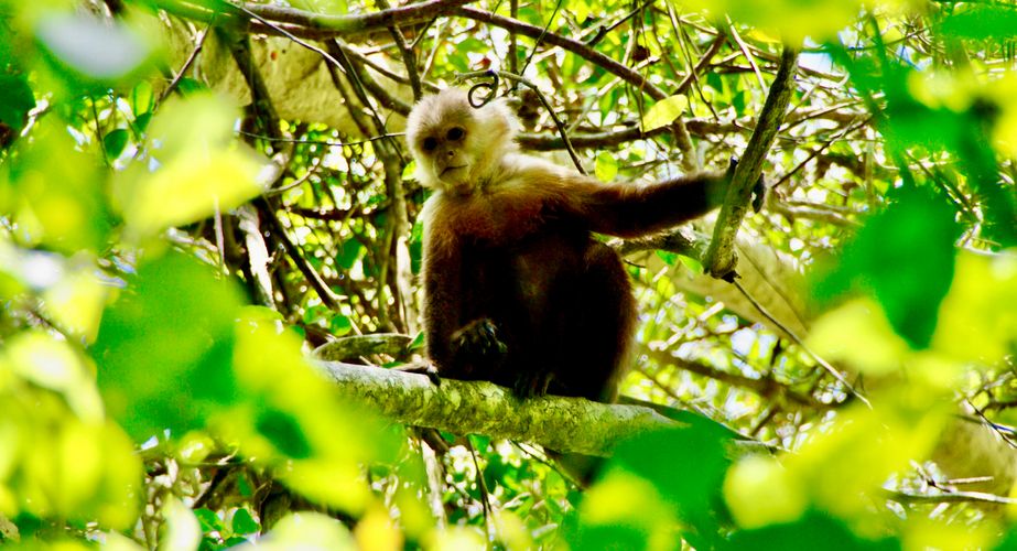 Aapje spotten in Colombia